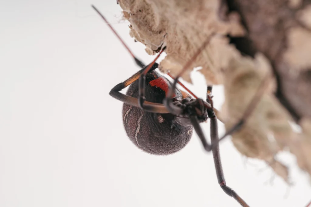 Brown Widow (Latrodectus geometricus) against a white background