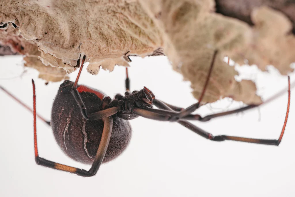 Brown Widow (Latrodectus geometricus) against a white background