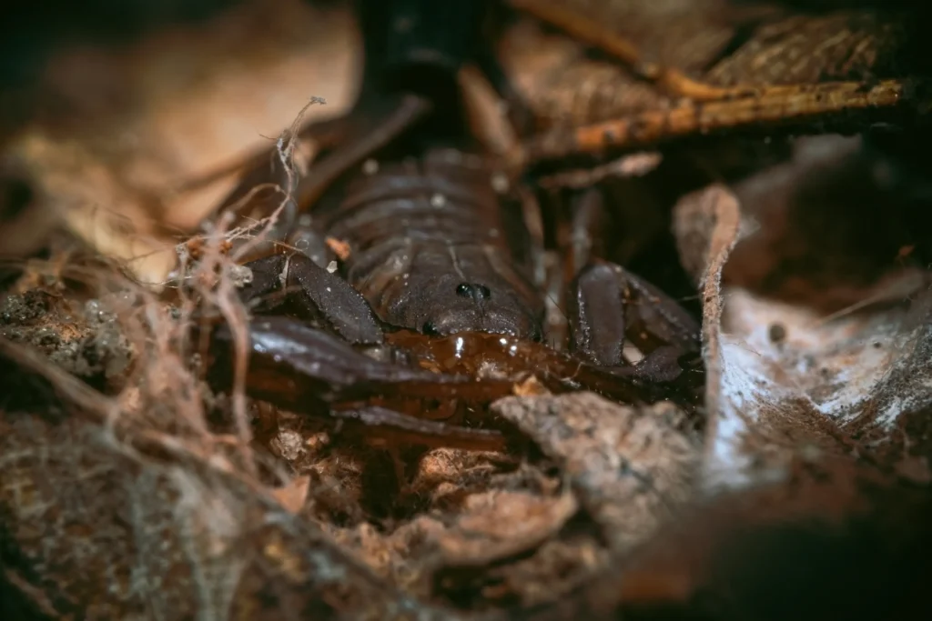 Southern devil scorpion (Vaejovis carolinianus) in leaf litter.