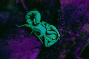 Southern devil scorpion (Vaejovis carolinianus) glowing bright green under a UV light.