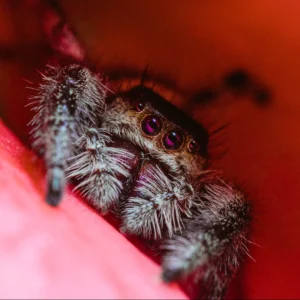 Jumping spider inside a flower.