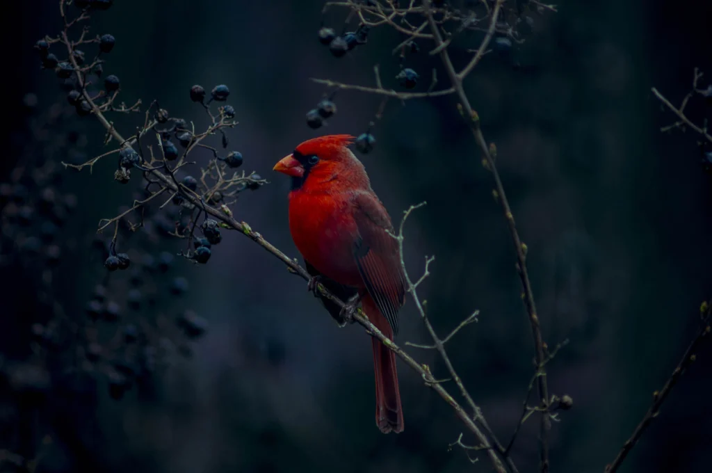 Cardinal against a dark background.