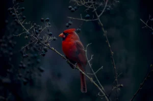 Cardinal against a dark background.