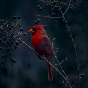 Cardinal against a dark background.