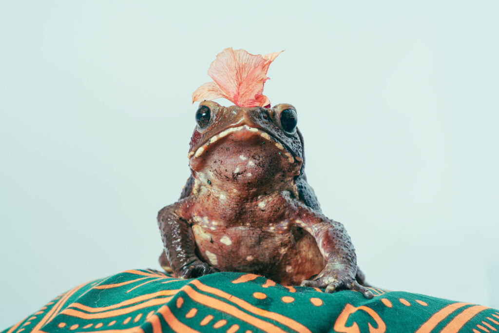 A smooth-sided toad named Shiitake with a flower petal on his head.