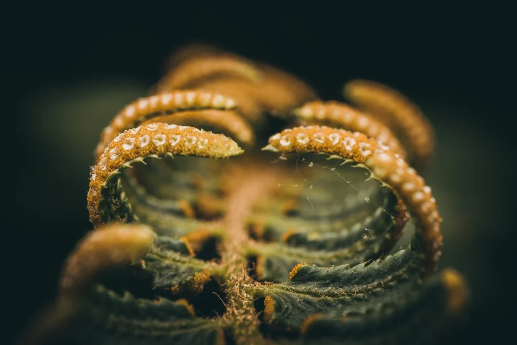 Fern fronds curling upward revealing sporangia.