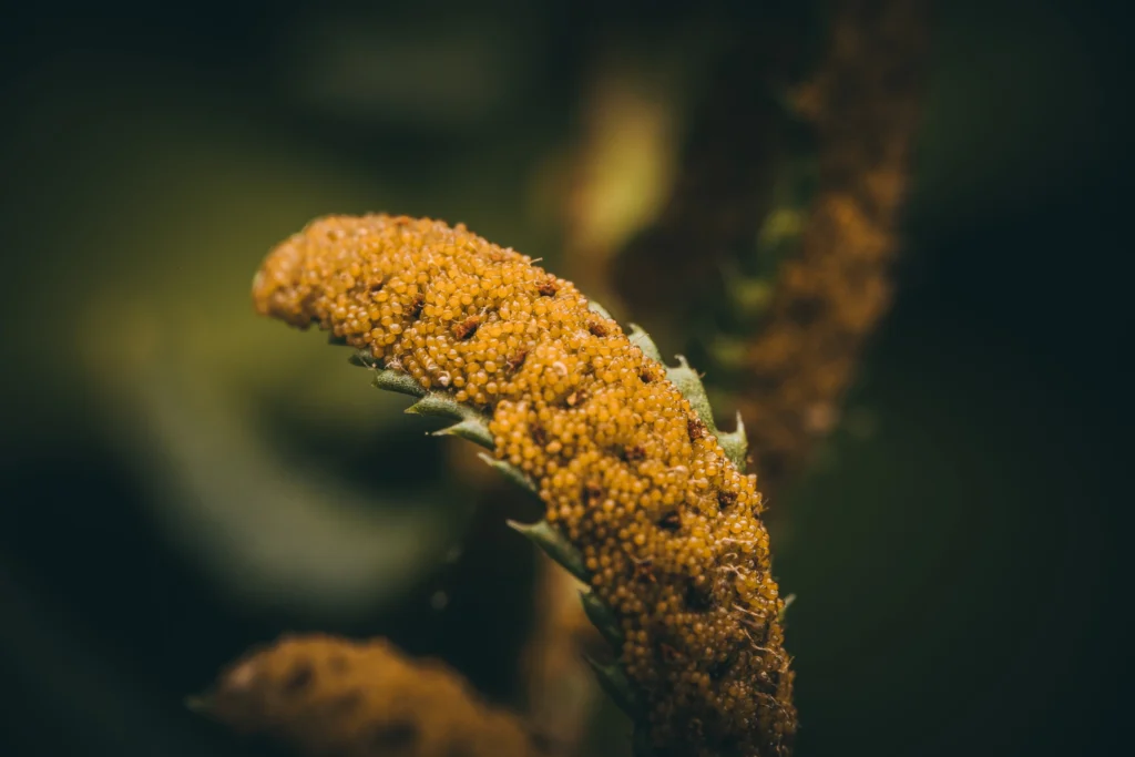 Fern fronds curling upward revealing sporangia.