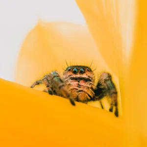 Jumping spider macro.