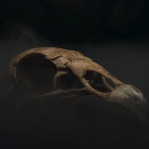 Vulture skull against a dark background.