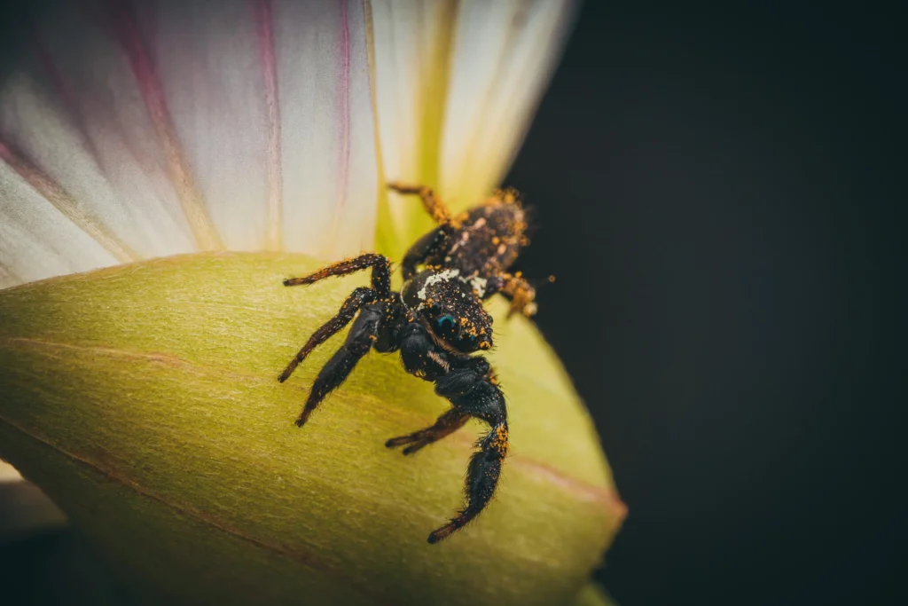 Jumping spider covered in pollen walking around on various plants.