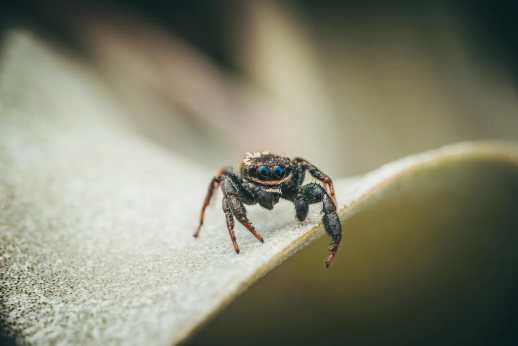 Jumping spider covered in pollen walking around on various plants.