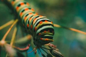 Black swallowtail (Papilio polyxenes) caterpillar