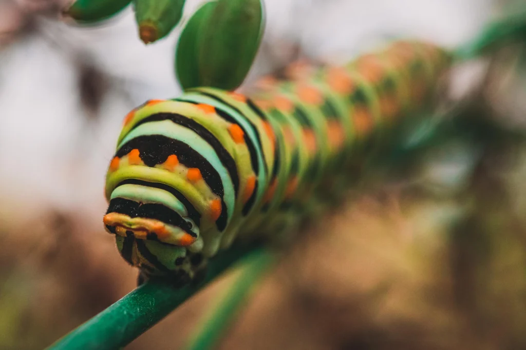 Black swallowtail (Papilio polyxenes) caterpillar