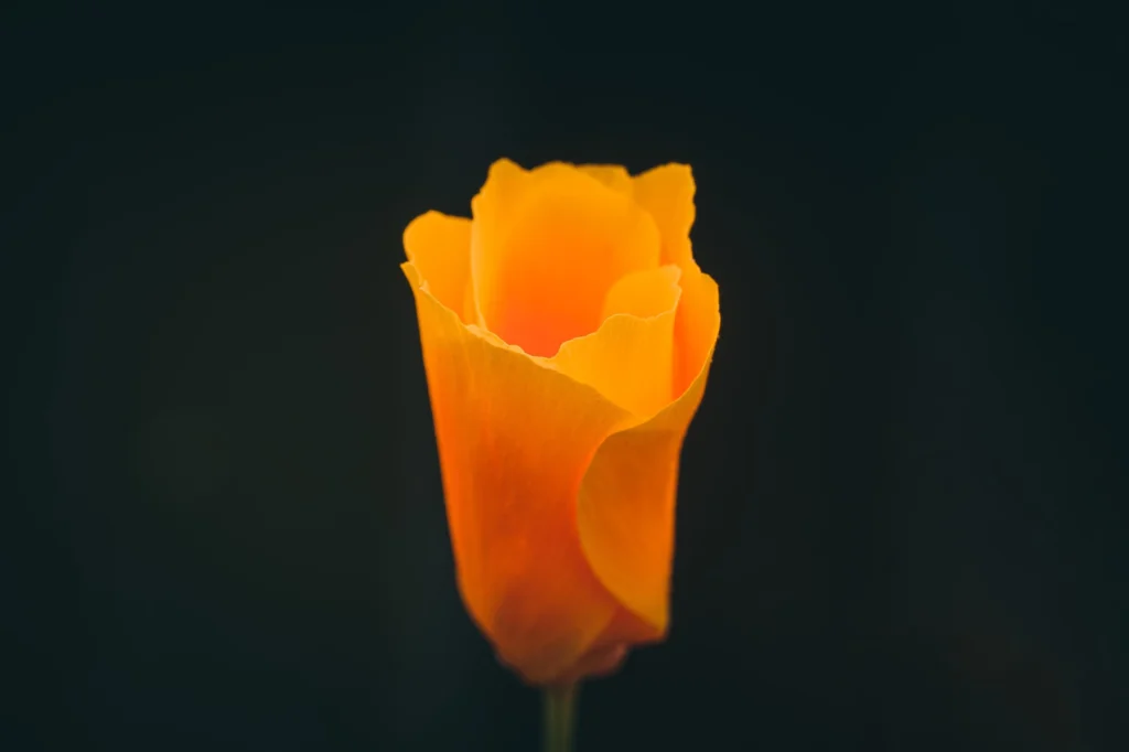 California poppy against a dark background.