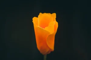 California poppy against a dark background.