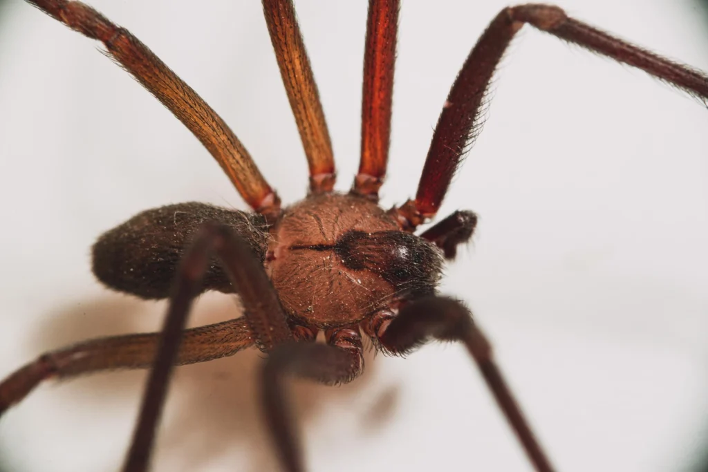 Brown recluse (Loxosceles reclusa) on a white background.