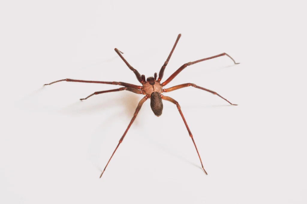 Brown recluse (Loxosceles reclusa) on a white background.