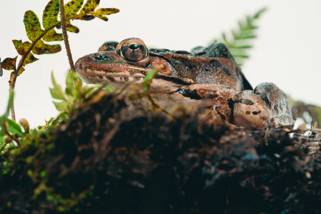 Southern leopard frog (Lithobates sphenocephalus or Rana sphenocephala).