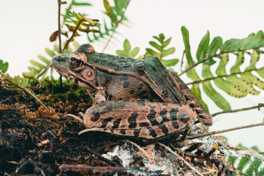 Southern leopard frog (Lithobates sphenocephalus or Rana sphenocephala).