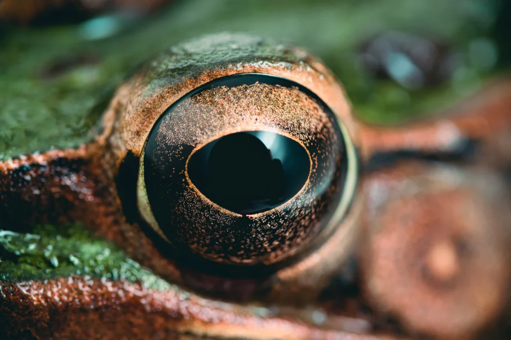 Southern leopard frog (Lithobates sphenocephalus or Rana sphenocephala).