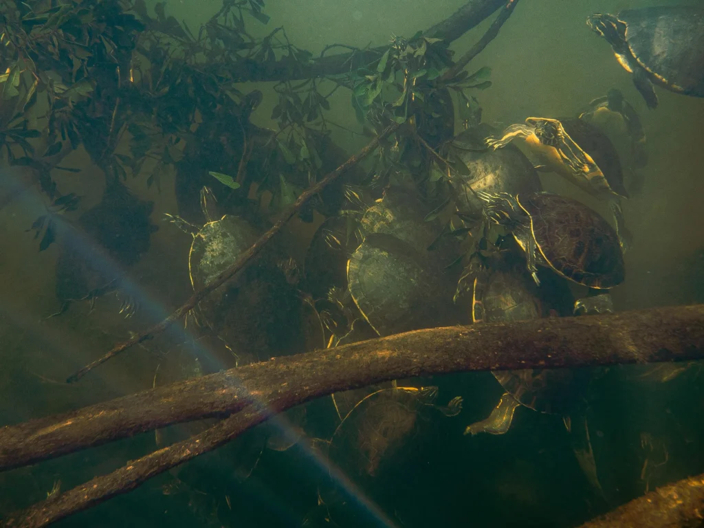 Underwater photo of turtles in a river.