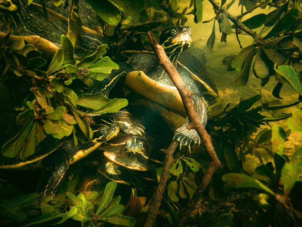 Underwater photo of turtles in a river.