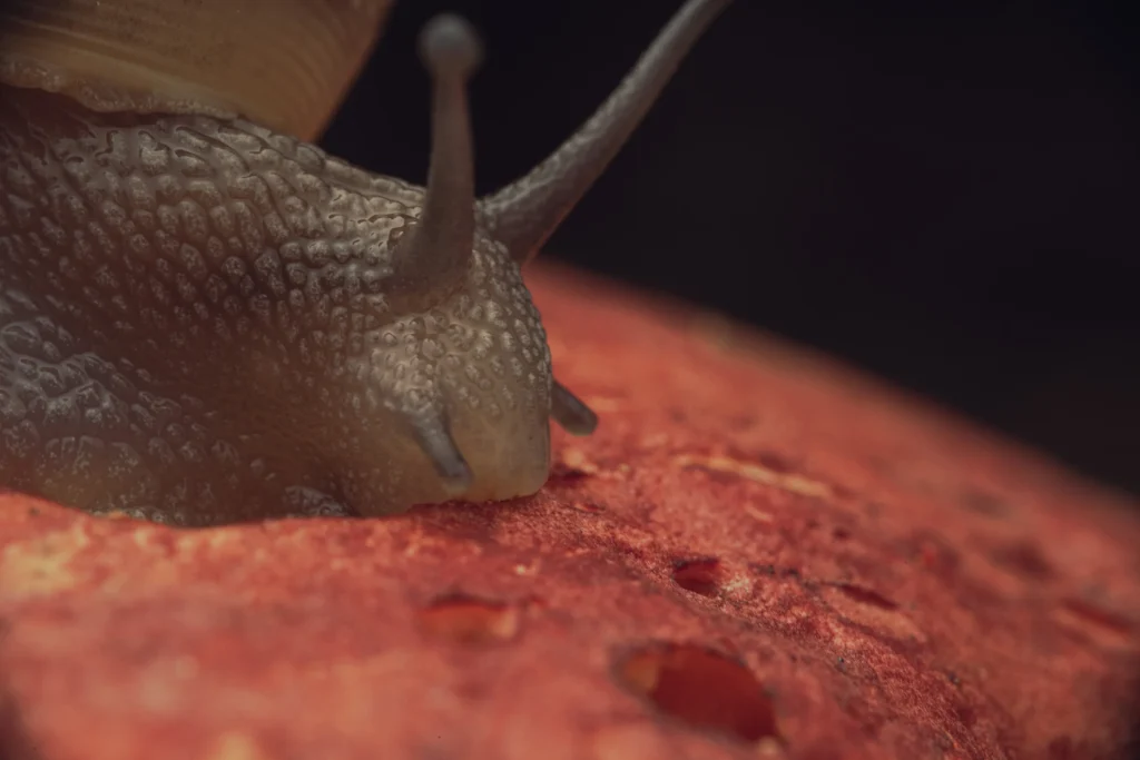 Closeup of a snail on a bolete mushroom cap as it eats.