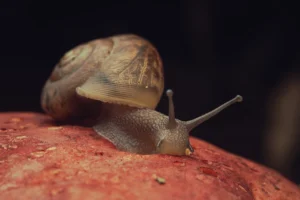 A snail on a bolete mushroom cap.