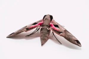 Achemon sphinx moth (Eumorpha achemon) on a white background