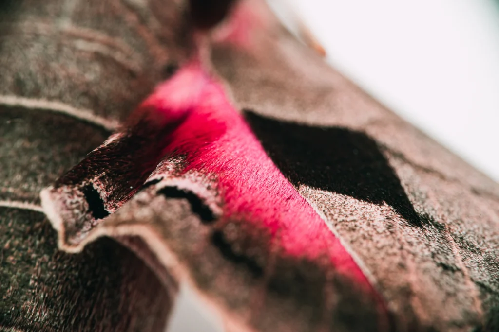 Achemon sphinx moth (Eumorpha achemon) wing macro closeup