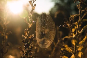 A spider web attached to tall weeds lit by sunlight.