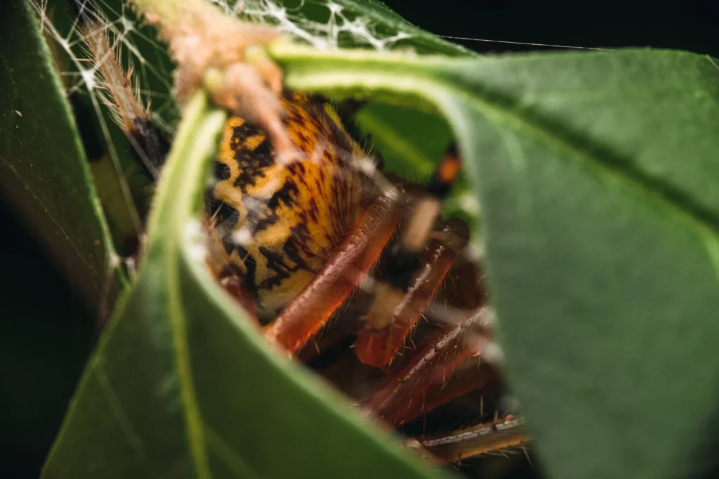 A spider hiding inside of a leaf and web shelter.