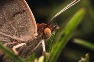 A butterfly covered in thousands of tiny water droplets.