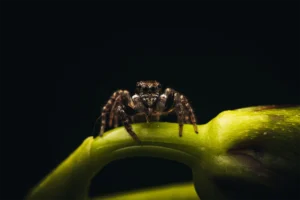 A twin-flagged jumping spider on an orchid.