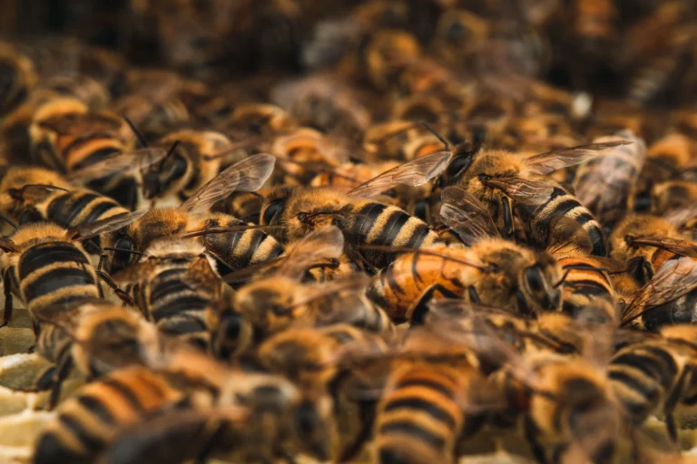 Macro photography of a large cluster of bees gathered on a flat surface.
