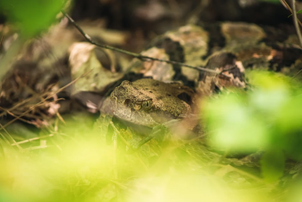 A timber rattlesnake (crotalus horridus) in situ in the forest.