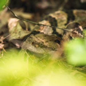 A timber rattlesnake (crotalus horridus) in situ in the forest.