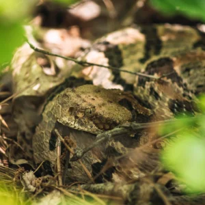 A timber rattlesnake (crotalus horridus) in situ in the forest.