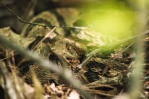 A timber rattlesnake (crotalus horridus) in situ in the forest.