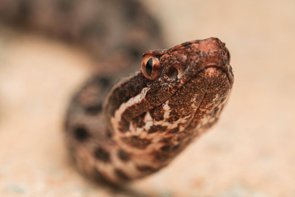 A pygmy rattlesnake (Sistrurus miliarius) photographed while crossing a road.