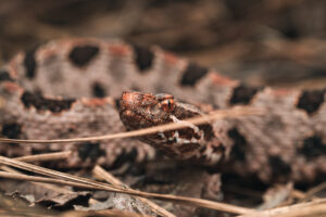 A pygmy rattlesnake (Sistrurus miliarius) photographed in situ.