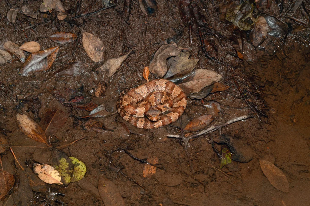 A juvenile cottonmouth (Agkistrodon piscivorus) coiled on the bank of a creek.