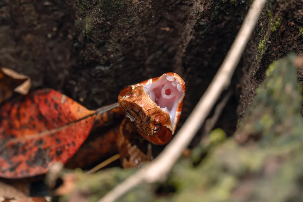 A juvenile cottonmouth (Agkistrodon piscivorus) taking a defensive pose.