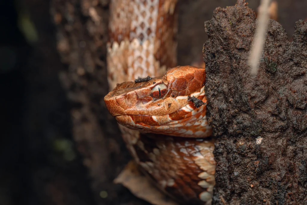 A juvenile cottonmouth (Agkistrodon piscivorus) resting in a tree stump.